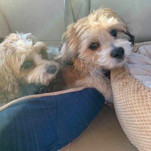 Meet your Posher, Carolyn